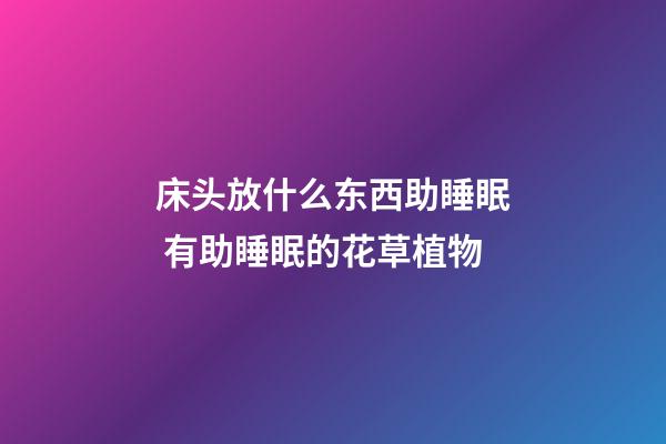 床头放什么东西助睡眠 有助睡眠的花草植物